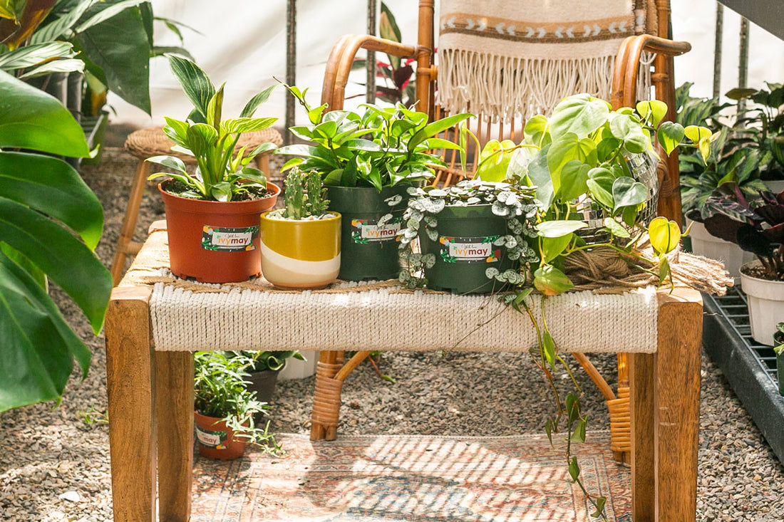 5 ‘Hard to Kill Plants’ for Beginners by Ivy Moran