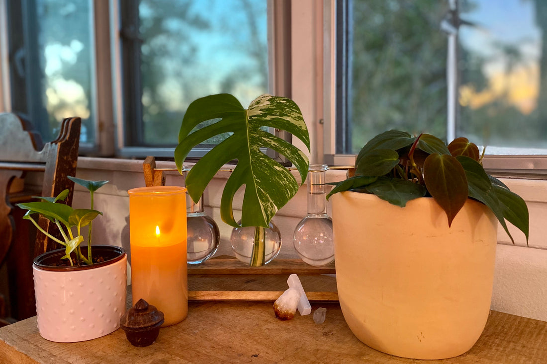 Grow at Your Own Pace: Mental Health & Houseplants by Ivy Moran