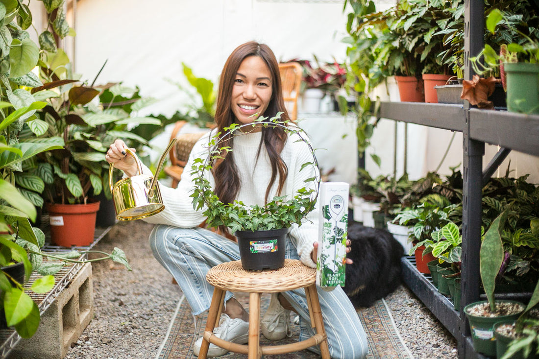 Three Ways to Prevent Fungus Gnats in Your Houseplants This Winter