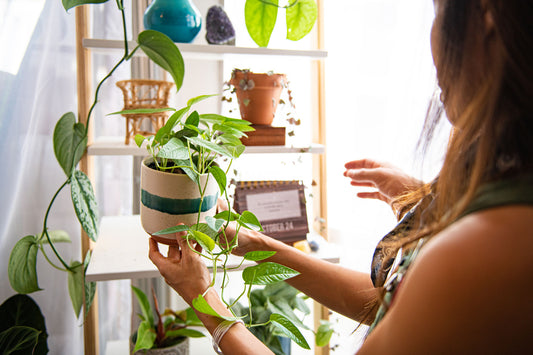 Winter is Coming – Are You & Your Plants Prepared?