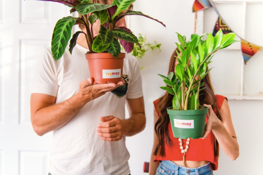 IvyMay Plant Delivery San Diego