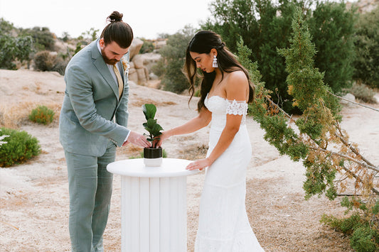 Unity Ceremony: IvyMay Fiddle Leaf Fig