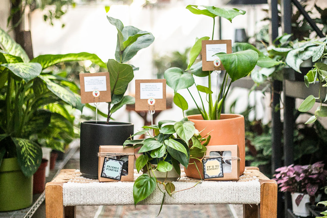 IvyMay's Hand-Picked Holiday Gift Guide