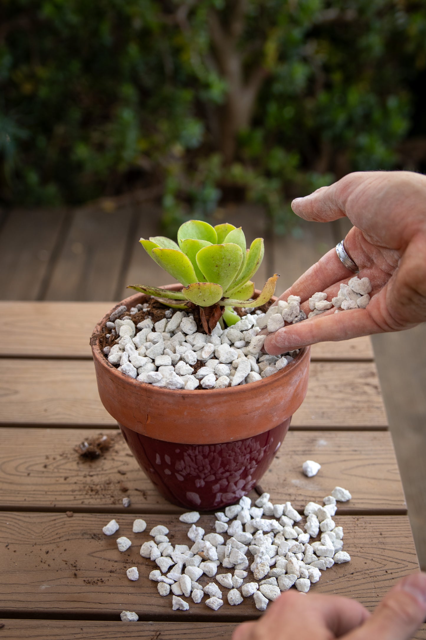 3/8" Horticultural Pumice Lava Rock for Bonsai