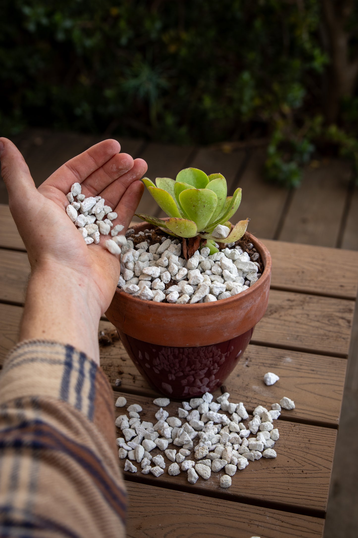 3/8" Horticultural Pumice Lava Rock for Bonsai