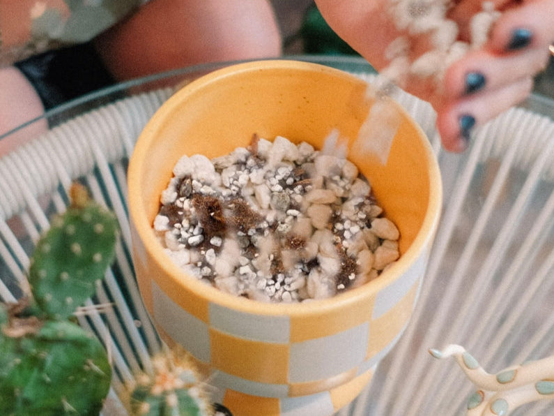 Cactus & Succulent Mix