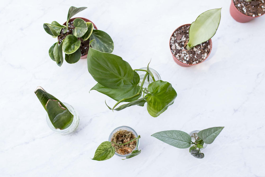 Create New Plants: How to Propagate Plants with Corina