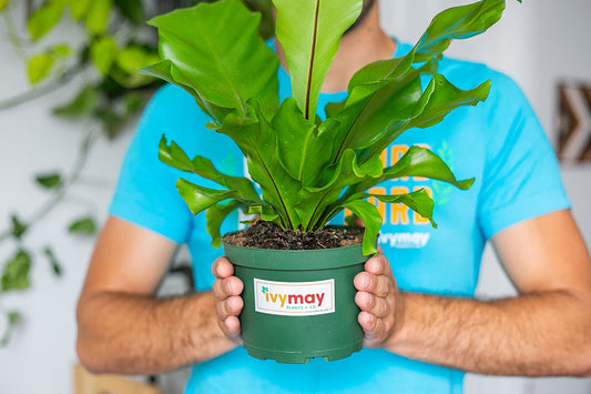 Indoor Plants in Nursery Pots: Your Plant's BFF