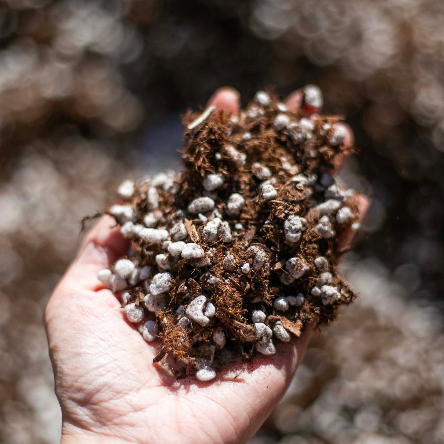 Bulk Dunes Cactus and Succulent Potting Mix - Peat Free