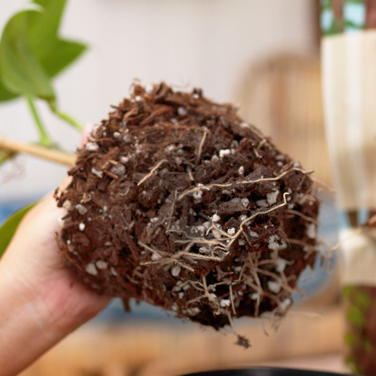 The root ball of a Philodendron Silver Sword planted in IvyMay Redwoods Houseplant & Aroid Peat-Free Potting Mix.